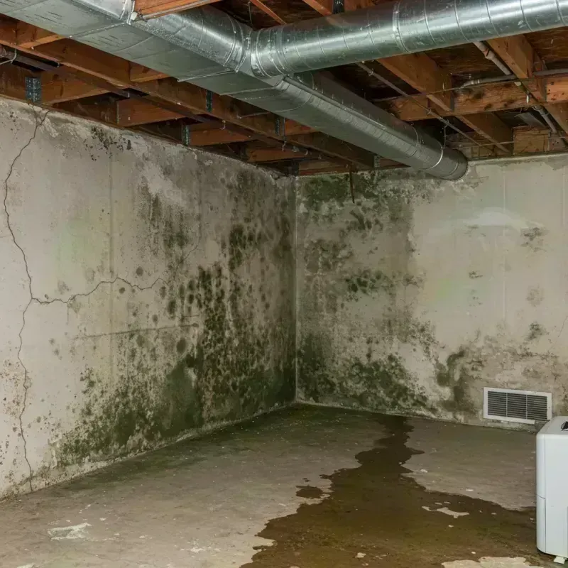 Professional Mold Removal in Wadsworth, IL